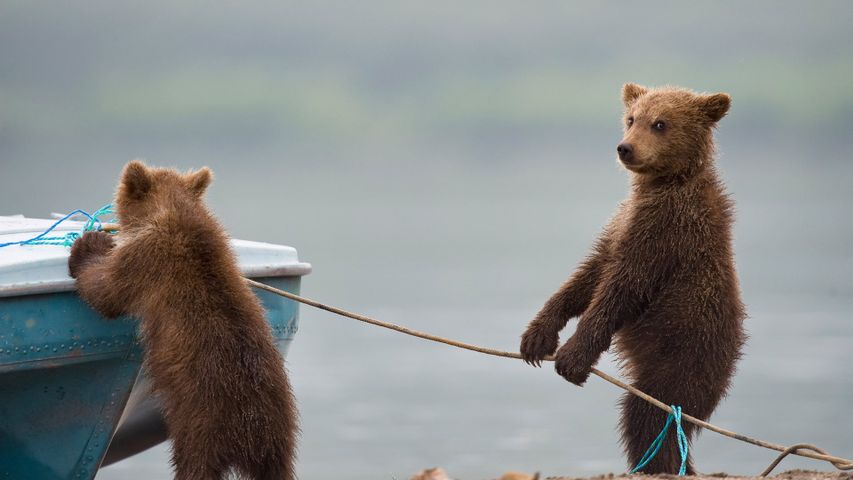 Bärenjungen spielen an einem See