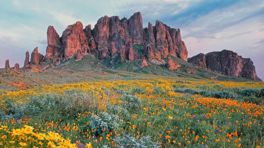 Blühende Wildblumen, Superstition Mountains, Lost Dutchman State Park, Arizona, USA