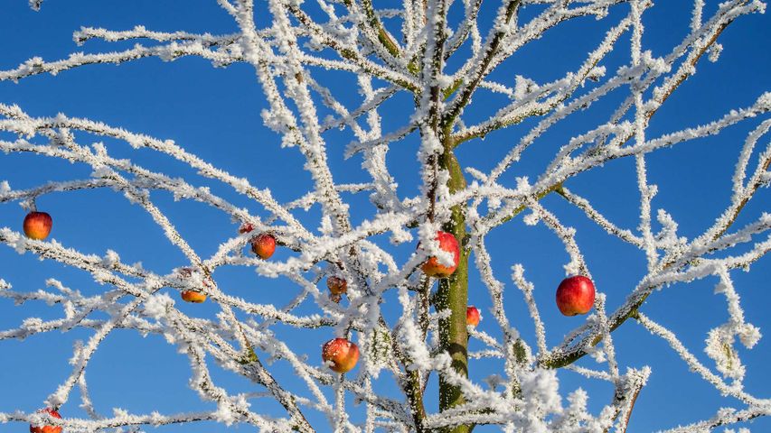 Apfelbaum mit verbliebenen Früchten im Winter