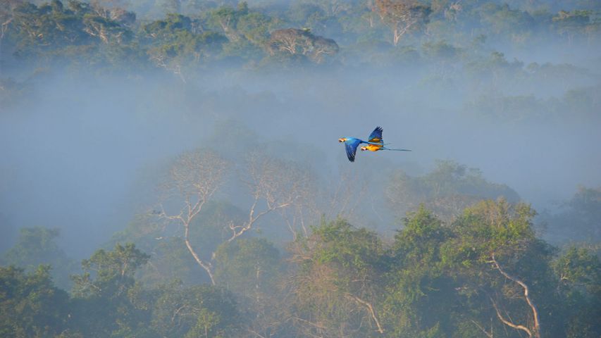 Gelbbrustaras, Amazonas, Brasilien 