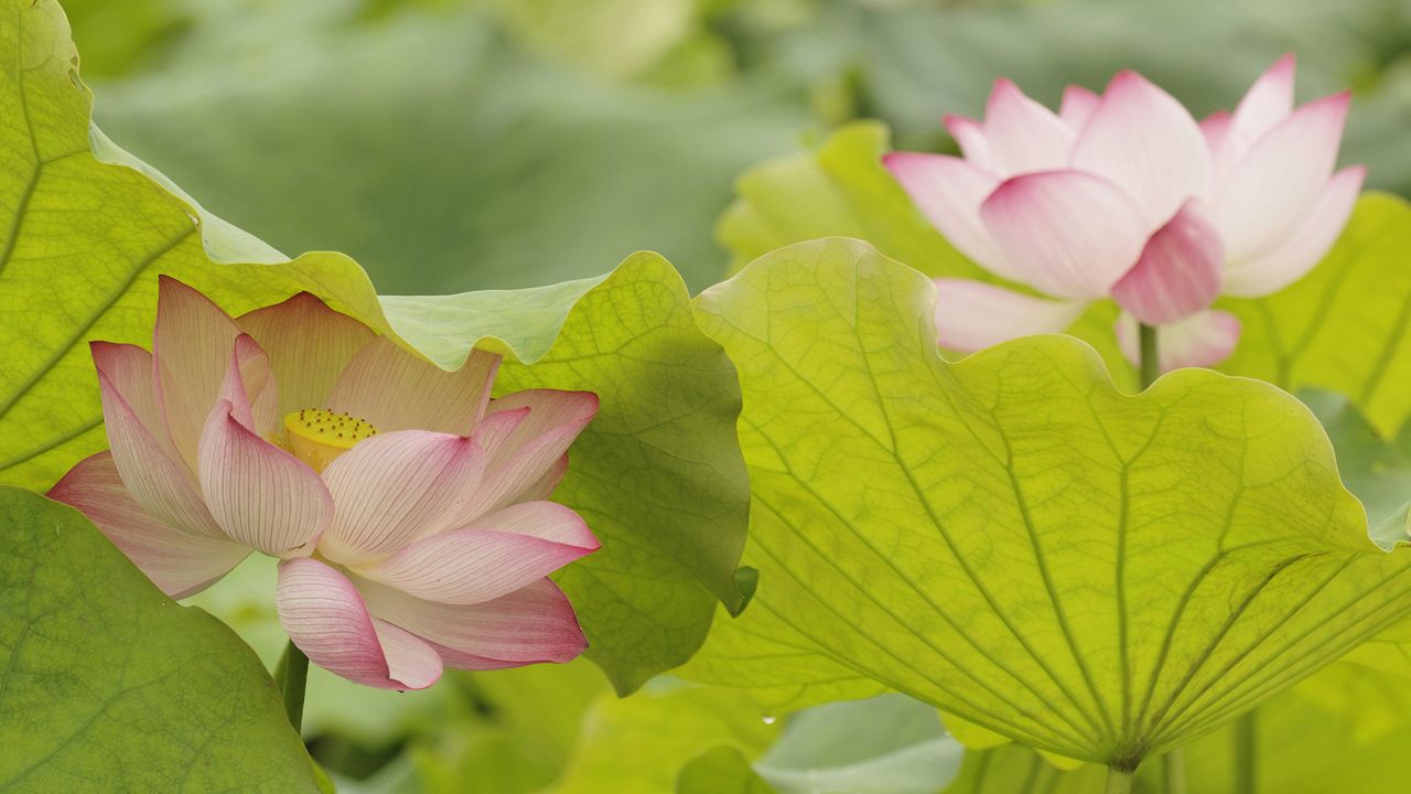 【今日夏至】夏至到，荷花开（© Adam Jones/DanitaDelimont.com -- All rights reserved）