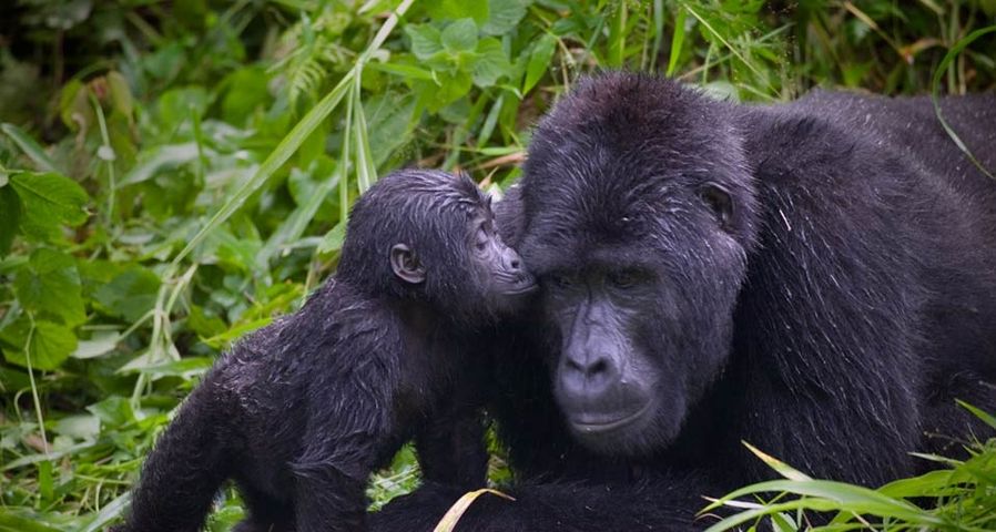 Ein Gorillababy schmust mit seinem Vater im Bwindi Impenetrable National Park, Uganda – Paul Souders/Corbis ©