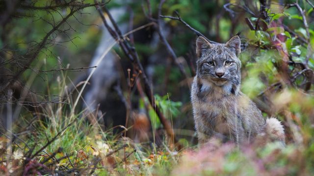 迪纳利国家公园内的加拿大猞猁，美国阿拉斯加州 