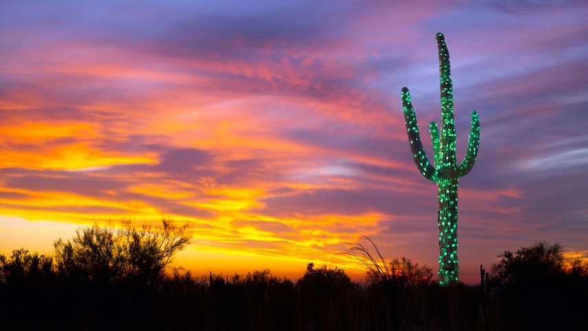 Ein mit Lichtern dekorierter Saguaro-Kaktus in Arizona, USA 