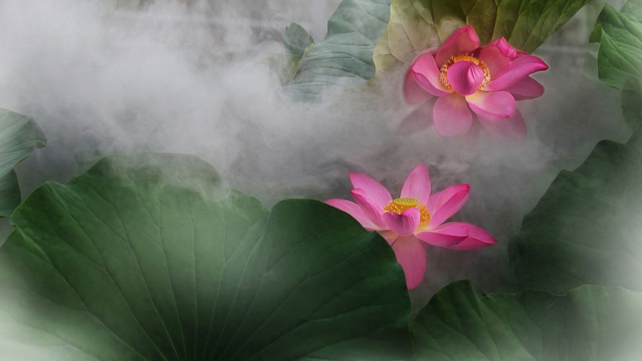 荷花
