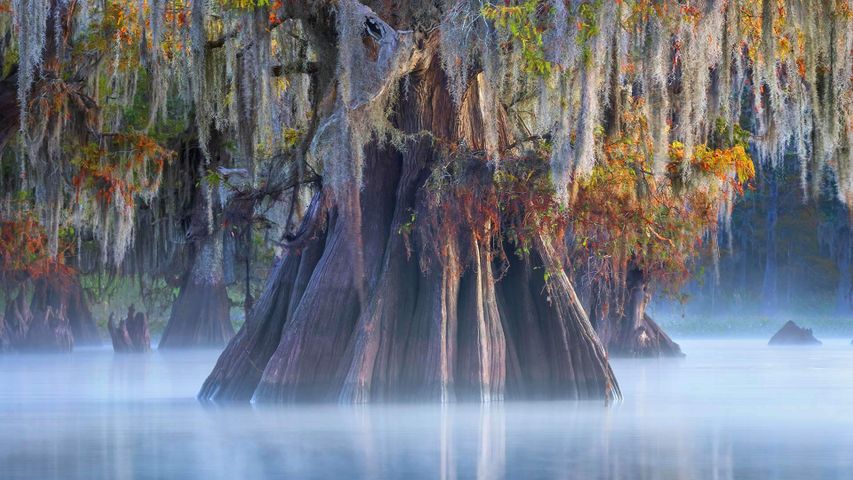 Eine Zypresse im Atchafalaya-Basin, Louisiana, USA