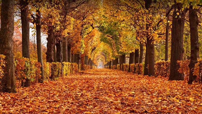 Herbstlaub im Schlosspark Schönbrunn, Wien, Österreich