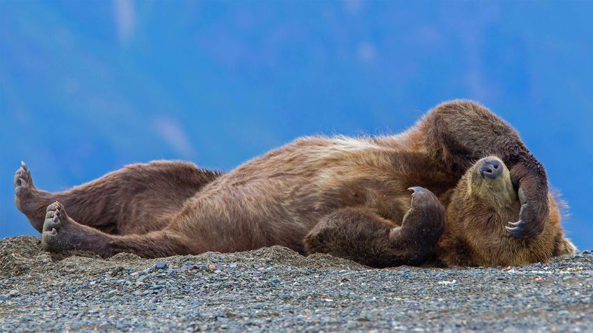 Ein junger Grizzly beim Entspannen, Cook Inlet, Chinitna Bay, Lake-Clark-Nationalpark, Alaska, USA