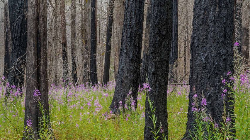 Schmalblättrige Weidenröschen im North-Cascades-Nationalpark, Bundesstaat Washington, USA