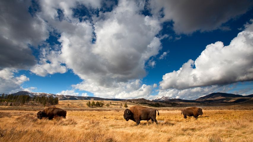 Amerikanischer Bison im Yellowstone-Nationalpark, Wyoming, USA