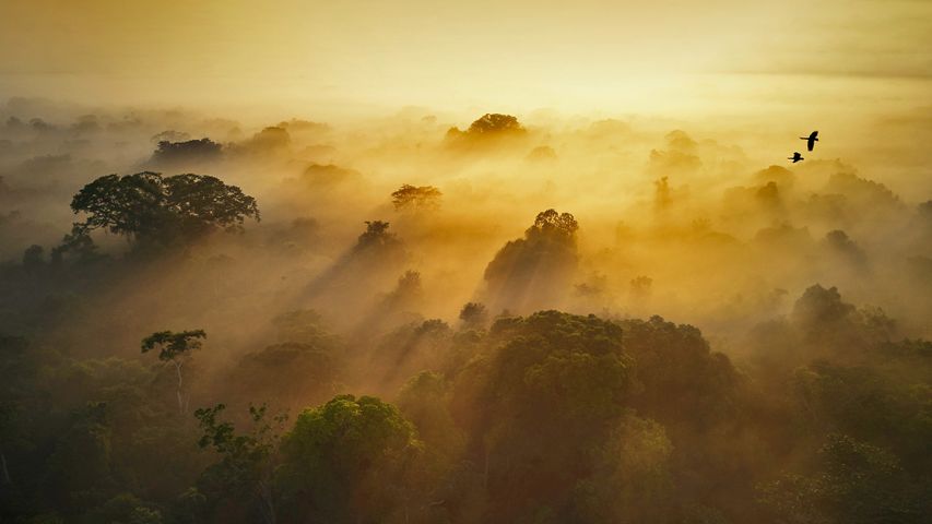 Nationalpark Yasuní im Amazonastiefland Ecuadors