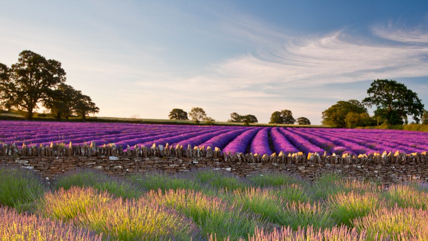 Lavendelfeld, Somerset, England