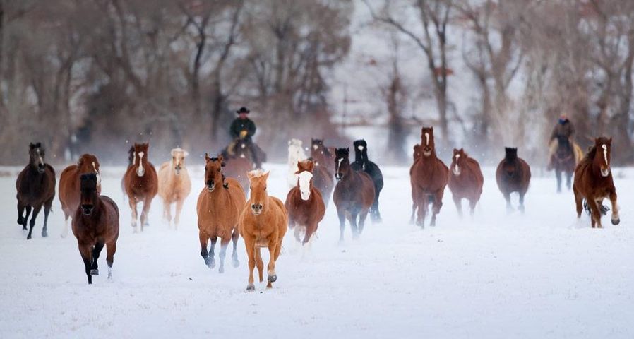 Cowboys mit American Quarter Horses im Winter, Wyoming