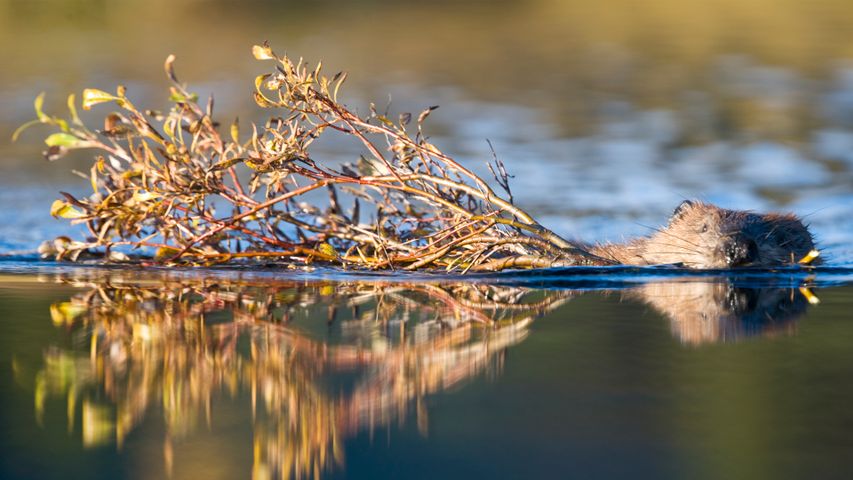 Kanadischer Biber in einem Teich in der Nähe des Wonder Lake, Denali-Nationalpark, Alaska, USA
