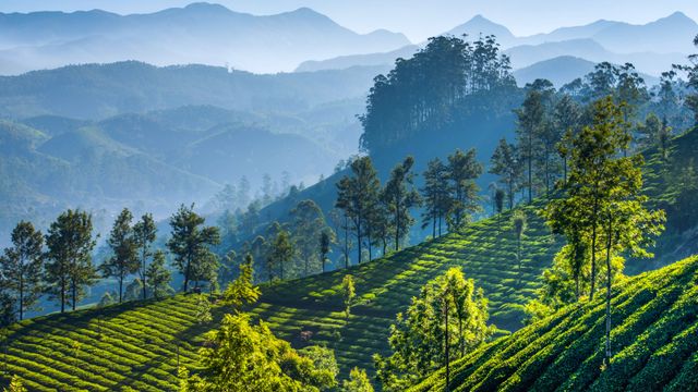 慕那尔山区的茶园,印度喀拉拉邦