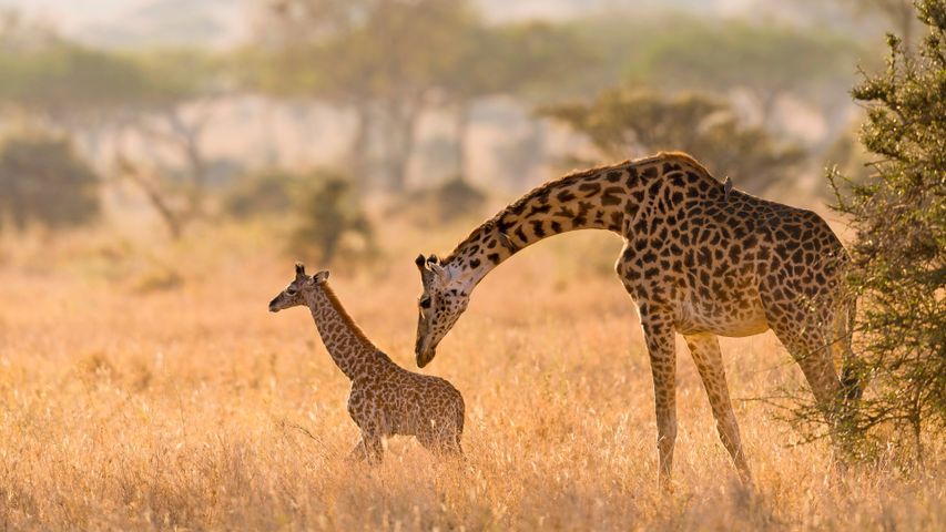 Massai-Giraffenmutter pflegt ihr Kalb im Serengeti-Nationalpark, Tansania