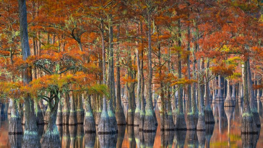 Sumpfzypressen im Herbst, Georgia, USA