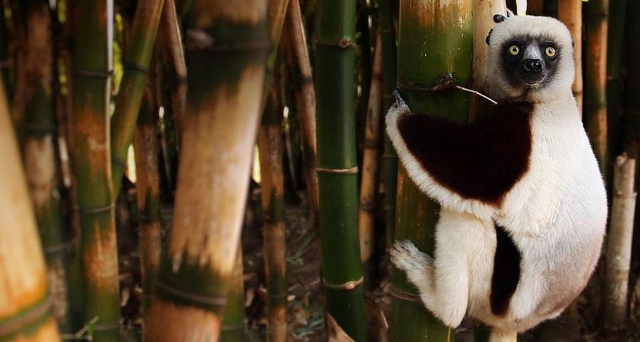 Lemur auf einem Bambus, Madagaskar