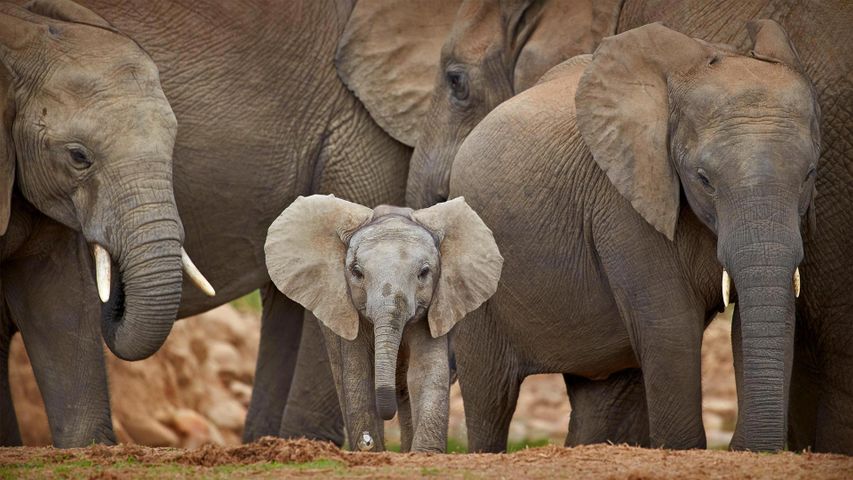 Afrikanische Elefanten im Addo-Elefanten-Nationalpark, Südafrika