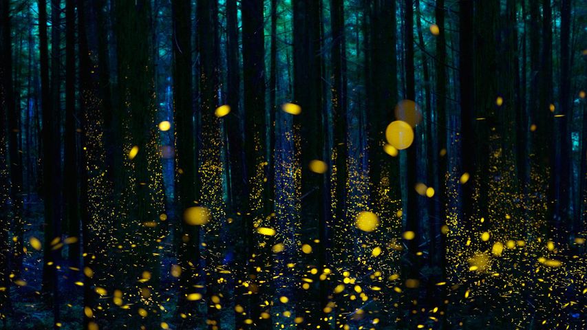Leuchtkäfer in einem Wald auf der Insel Shikoku, Japan 