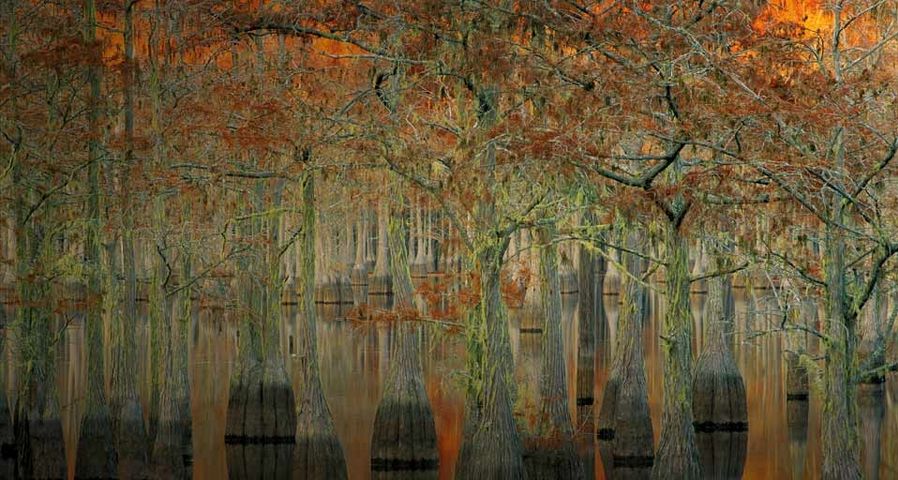 Zypressen spiegeln sich in einem Teich im George L. Smith State Park in Georgia, USA