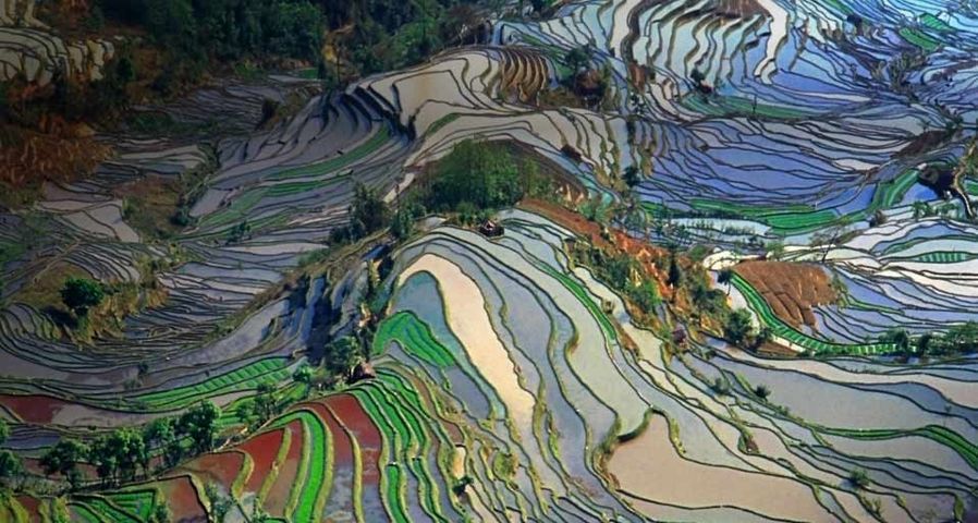 Luftaufnahme von Reisfeldern in der Provinz Yunnan, China – Jialiang Gao/Getty Images ©