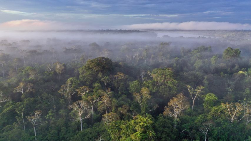 Amazonas-Regenwald, Peru