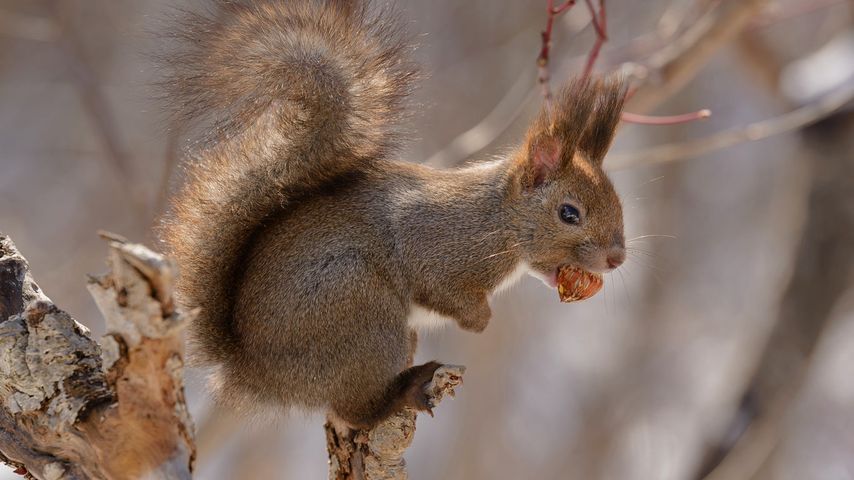 Eichhörnchen, Hokkaido, Japan