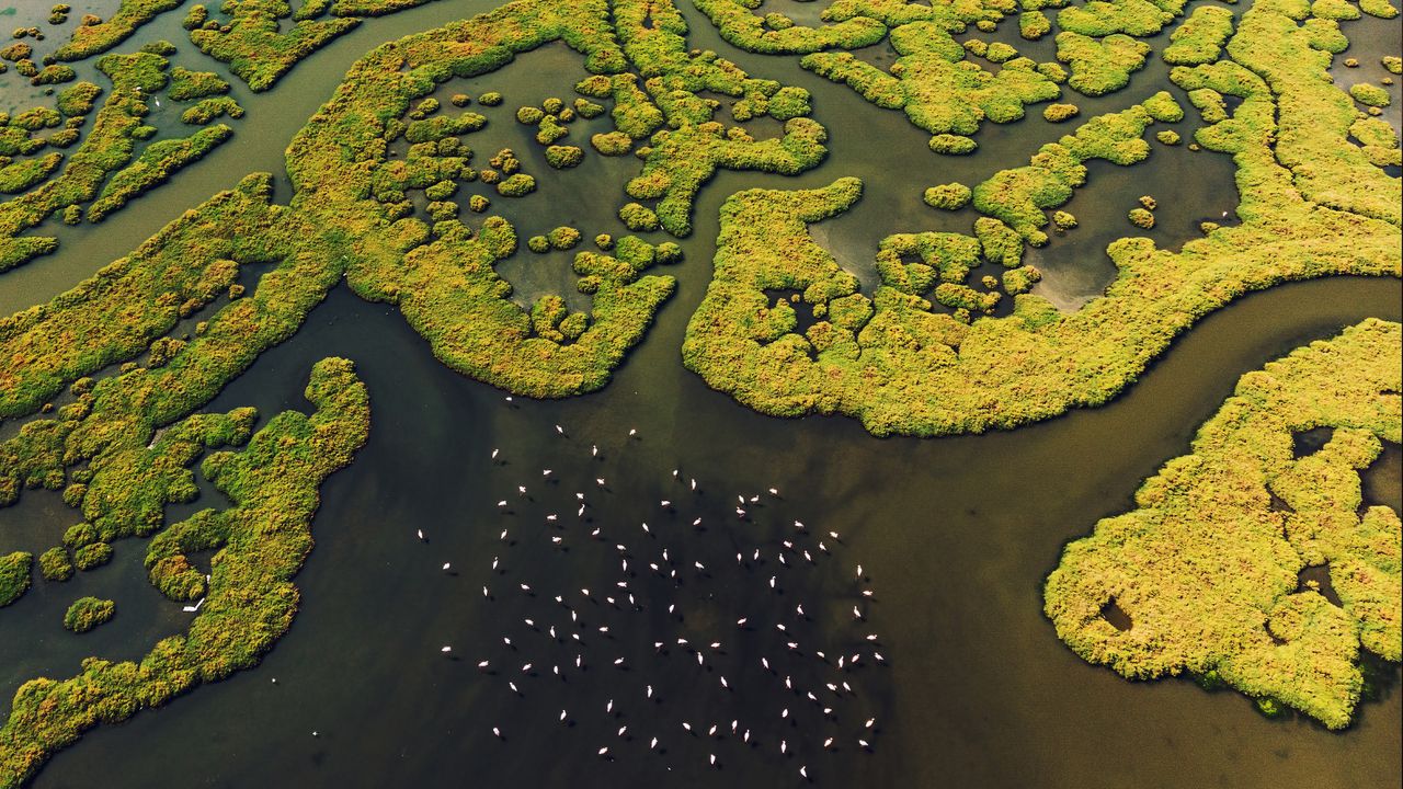 Diverse Green Delta White Birds