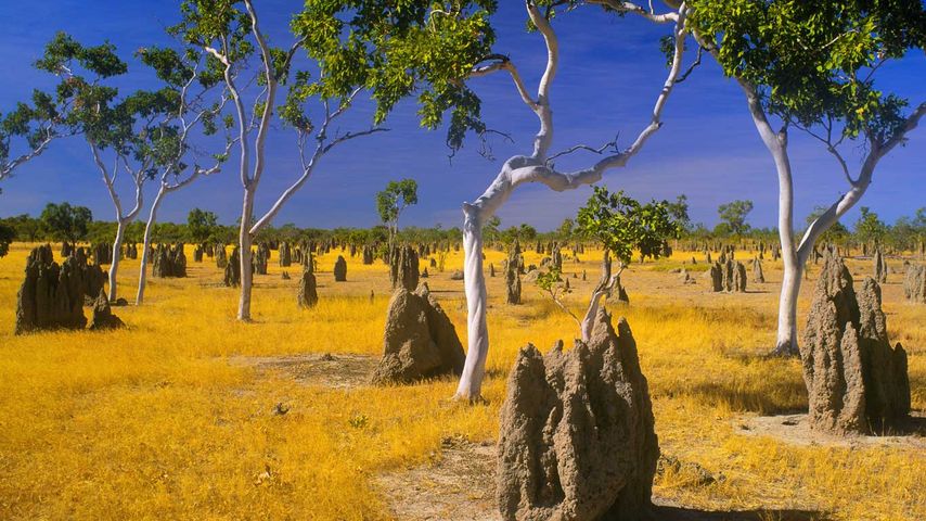 Termitenhügel und Eukalyptusbäume in der Grassavanne Gulf Country, Queensland, Australien
