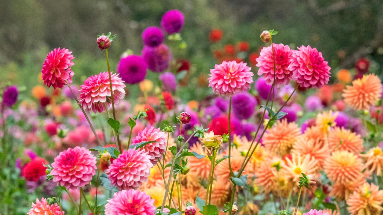 缤纷大丽花，俄勒冈州波特兰