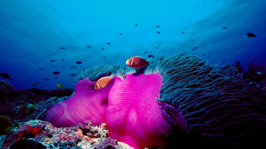 Halsband-Anemonenfische und Prachtanemone, Great Barrier Reef, Australien 