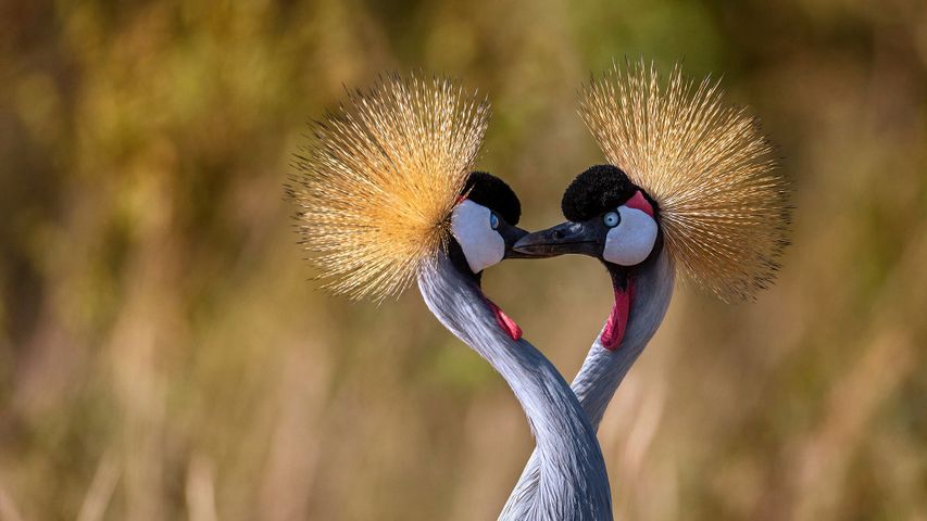 Ein Südafrika-Kronenkranich-Paar formt ein Herz