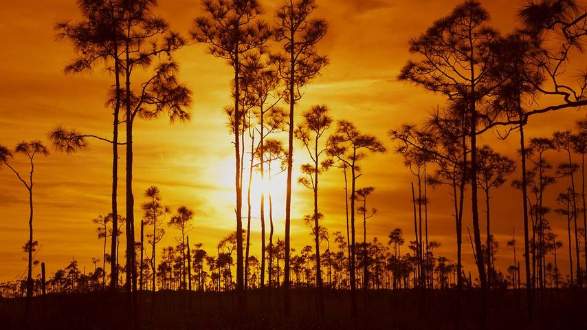 Everglades-Nationalpark, Florida, USA