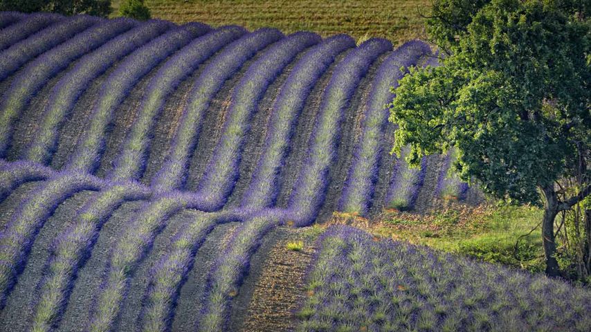 Lavendelfelder, Hochebene von Valensole, Département Alpes-de-Haute-Provence, Region Provence-Alpes-Côte d'Azur, Frankreich