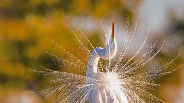 大沼泽国家公园里的一只大白鹭，美国佛罗里达州