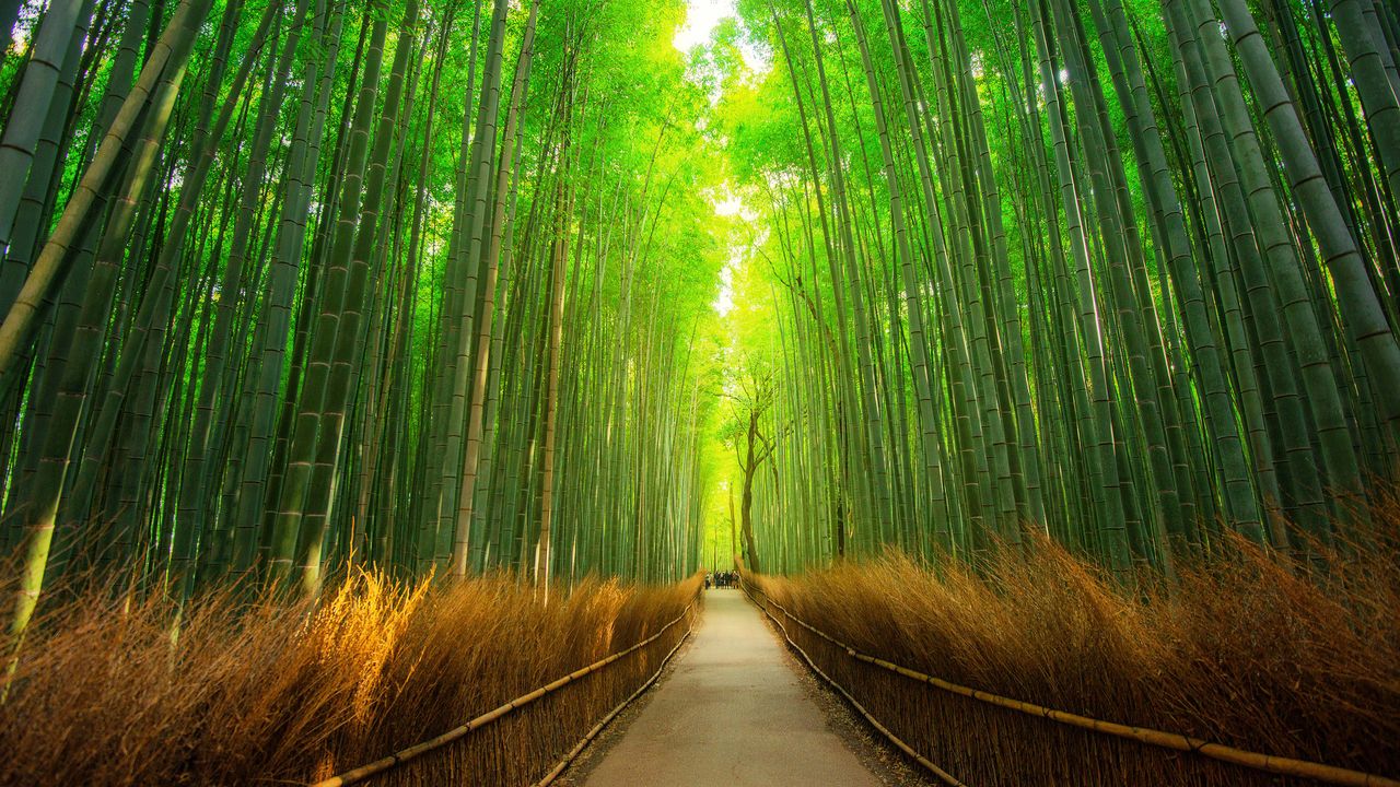 竹林漫步