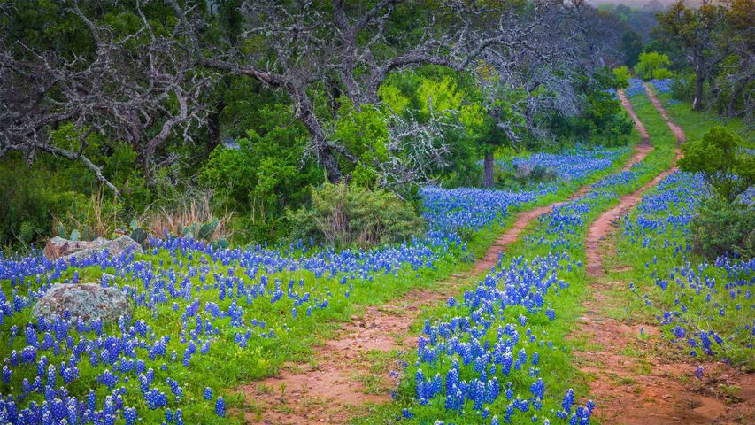 Blühende Lupinen an einer alten Straße im Texas Hill Country, USA
