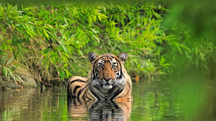 Königstiger, Ranthambore-Nationalpark, Indien