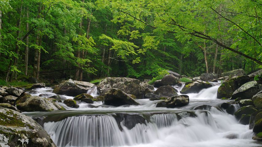 Little Pigeon River, Great-Smoky-Mountains-Nationalpark, Tennessee, USA