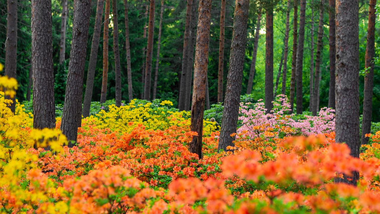 赫尔辛基的哈加杜鹃花公园，芬兰