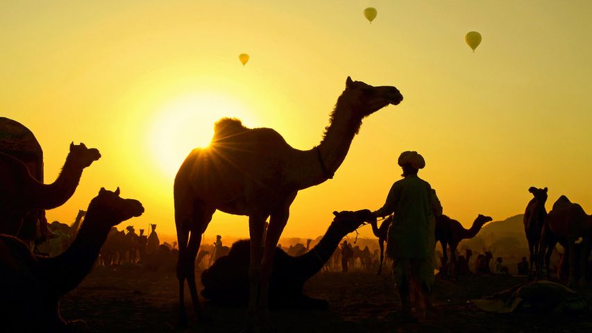 Kamele versammeln sich mit ihren Hirten auf der Pushkar Camel Fair, Rajasthan, Indien