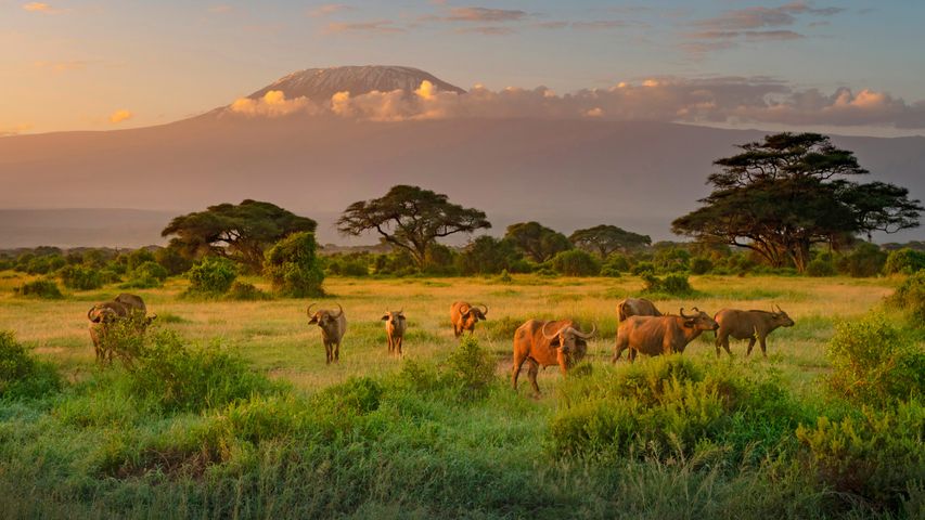 Kilimandscharo mit Kaffernbüffeln im Vordergrund, Amboseli-Biosphärenreservat, Kenia