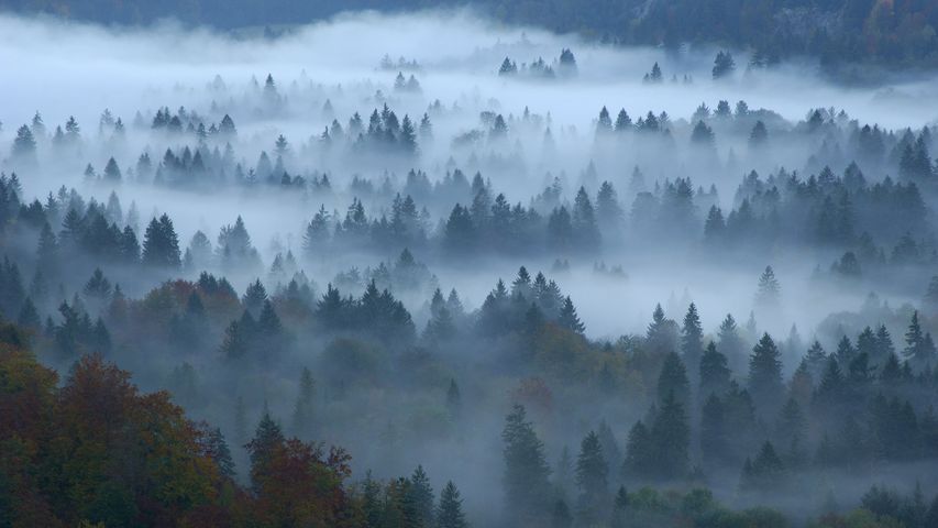 Herbstlicher Mischwald im Nebel, Füssen, Allgäu, Bayern