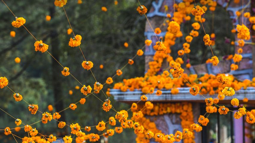 Ringelblumen-Dekoration auf einem Friedhof in Patzcuaro, Michoacan, Mexiko, anlässlich einer Tag-der-Toten-Feier
