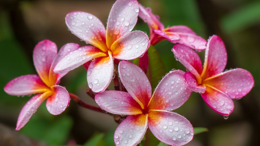Plumeria-Blumen, Hawaii, USA