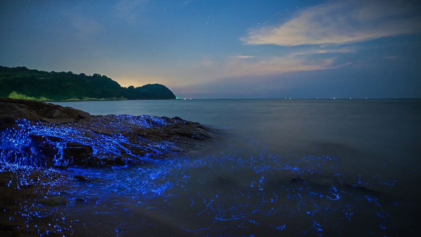 Biolumineszenz entlang der Küste von Okayama, Japan