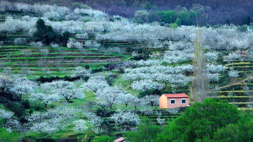 Blühende Kirschbäume im Valle del Jerte, Spanien