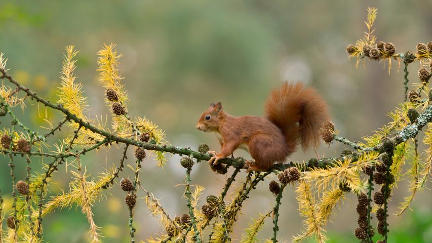 Rotes Eurasisches Eichhörnchen, Niederlande