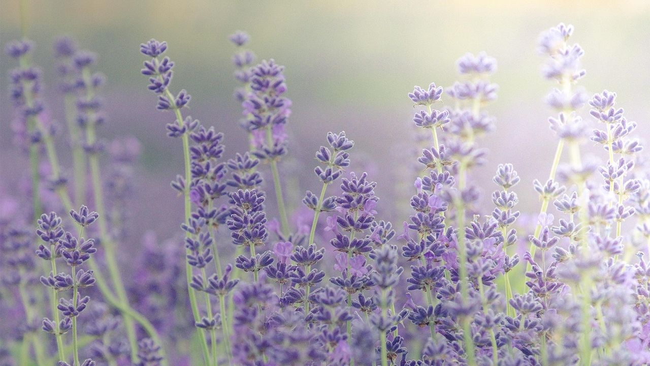 薰衣草田，英国牛津